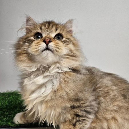 Register your cat