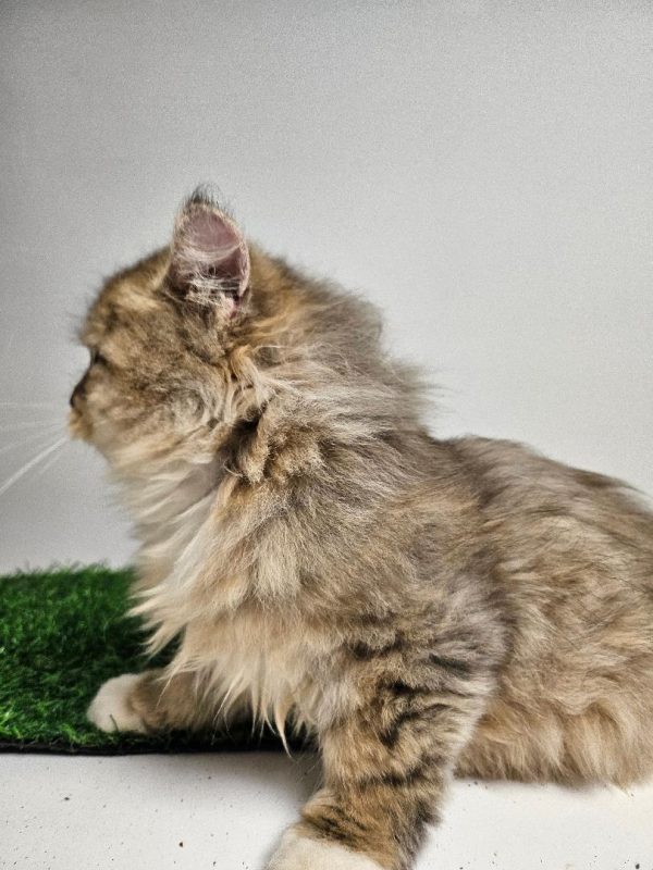 Registered Pedigree Certificate